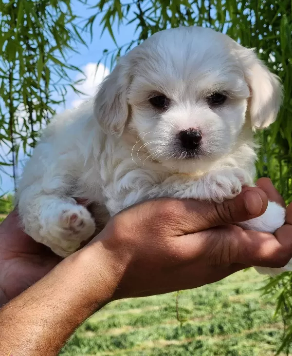 Mini Boy Maltese Bebekler