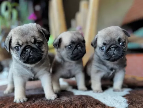 Safkan Pug Mops Yavruları