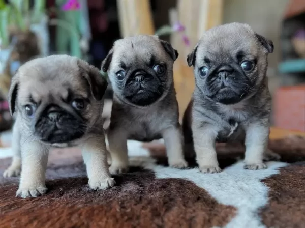 Safkan Pug Mops Yavruları