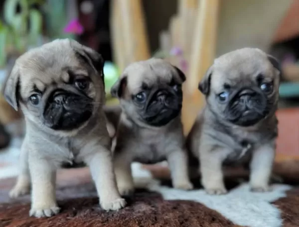 Safkan Pug Mops Yavruları