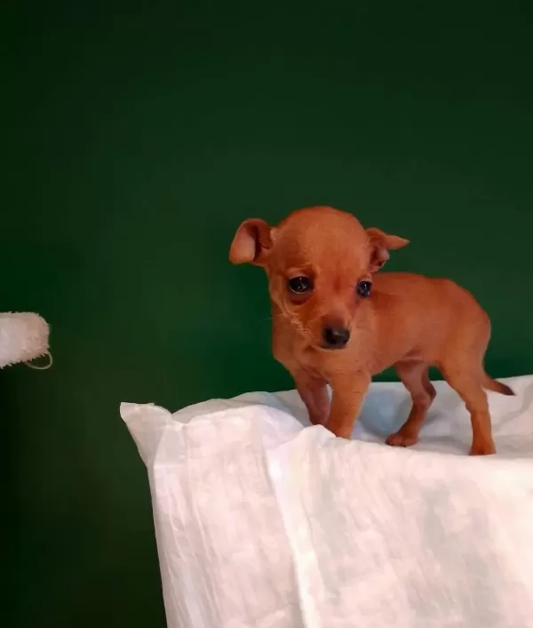 Numara Mini Pinscher Bebekler