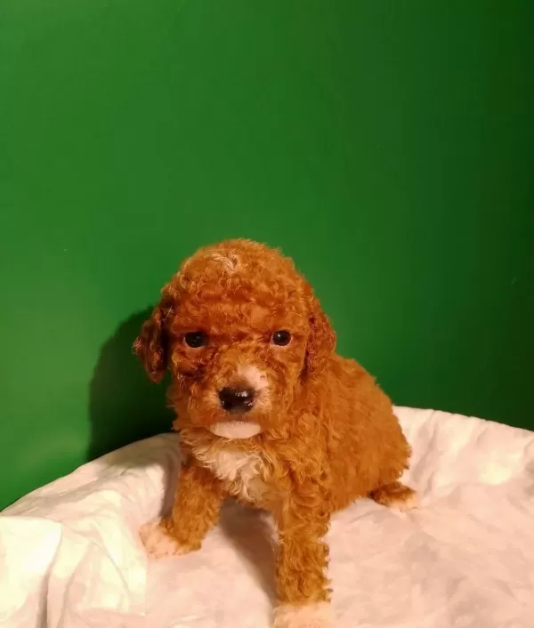 Ciftlikden Irk Ve Sağlık Garantili Mini Red Poodle