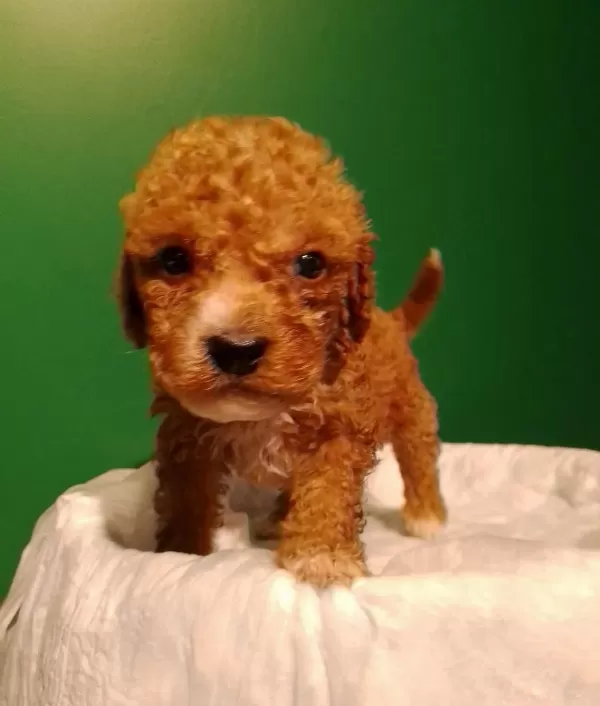 Ciftlikden Irk Ve Sağlık Garantili Mini Red Poodle