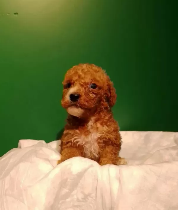Ciftlikden Irk Ve Sağlık Garantili Mini Red Poodle