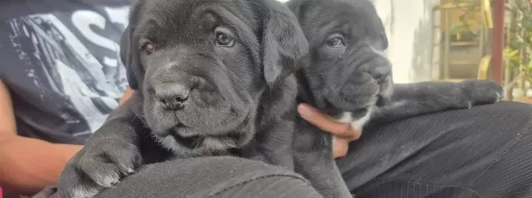 A Kalite Cane Corso Yavrular