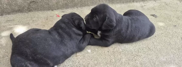 A Kalite Cane Corso Yavrular