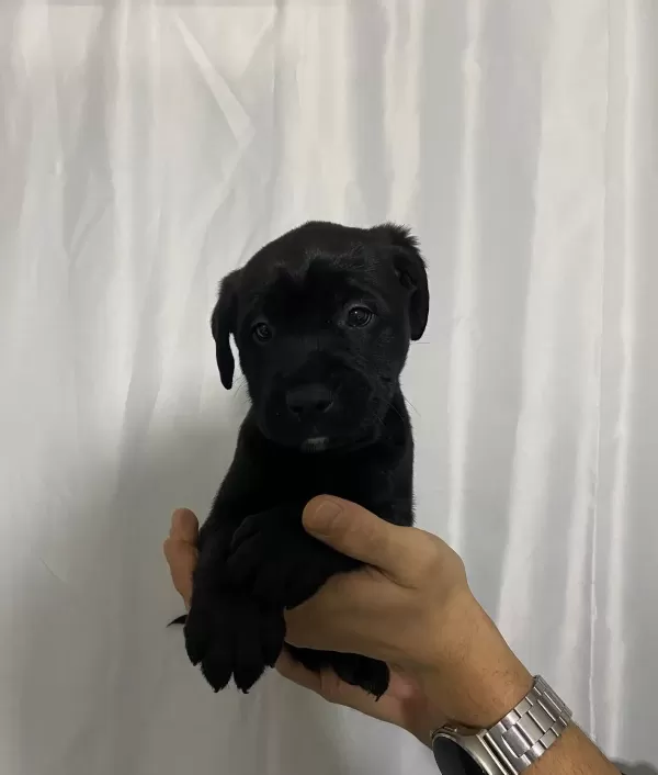 Sağlık Ve Irk Garantili Cane Corso Yavrumuz