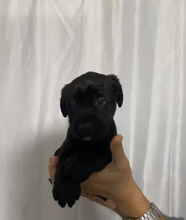 Sağlık Ve Irk Garantili Cane Corso Yavrumuz