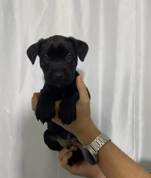 Sağlık Ve Irk Garantili Cane Corso Yavrumuz