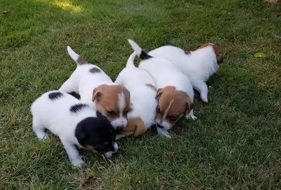 Ucan Kopek Zeka Kupu Jack Russel Maylo