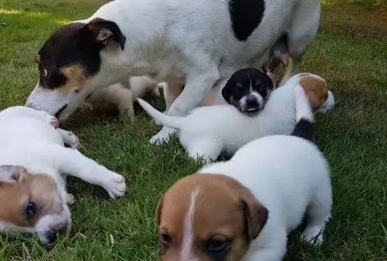 Ucan Kopek Zeka Kupu Jack Russel Maylo