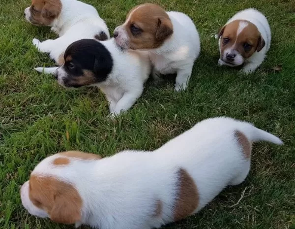 Ucan Kopek Zeka Kupu Jack Russel Maylo