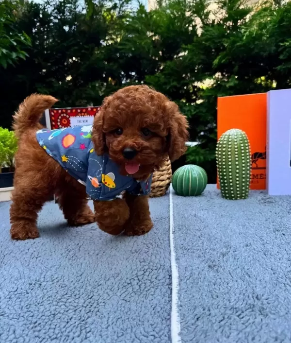 Kore Poodle Bebeklerimiz