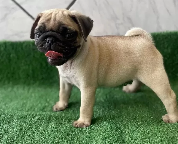 Sağlıklı Safkan Pug Mopslar