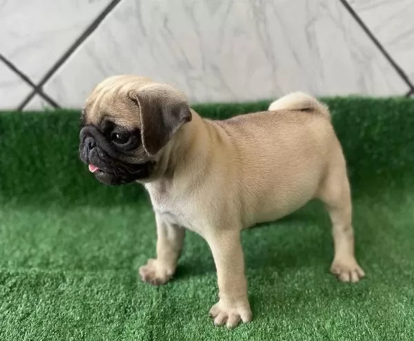 Sağlıklı Safkan Pug Mopslar