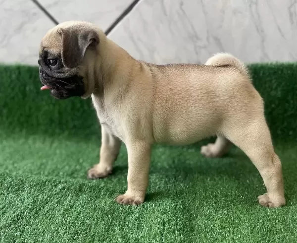 Sağlıklı Safkan Pug Mopslar