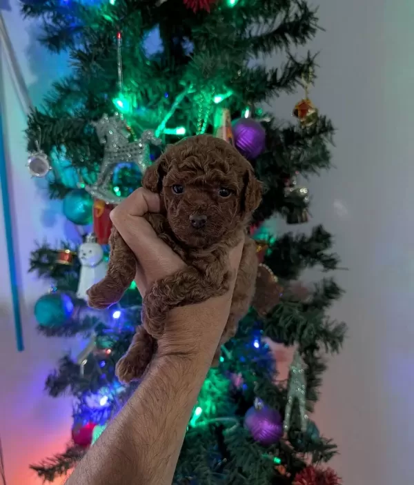 Mini Kore Yavrularımız