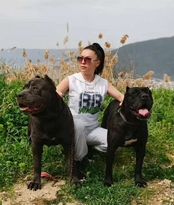 Irk Garantili Cane Corso Yavrular