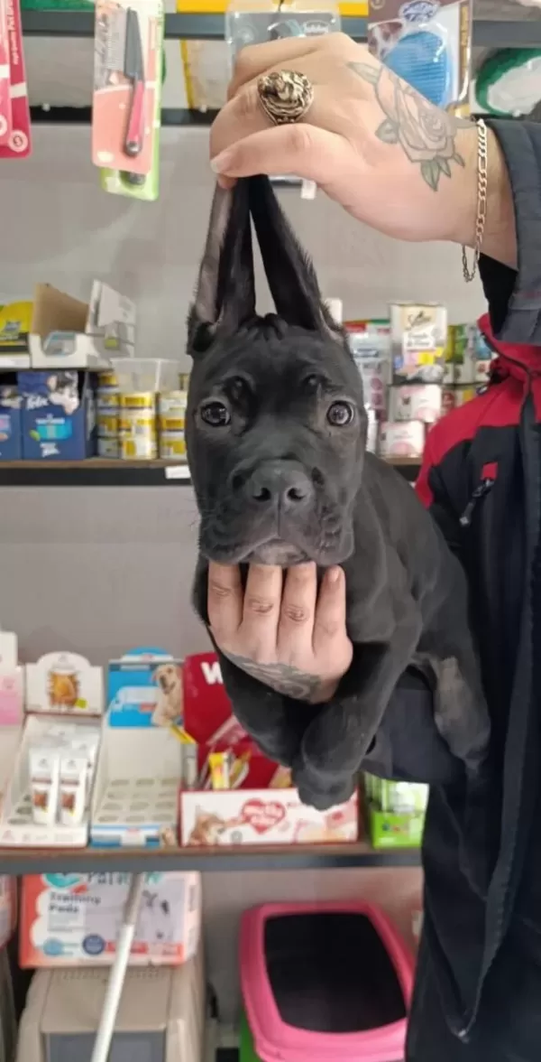 Irk Garantili Cane Corso Yavrular