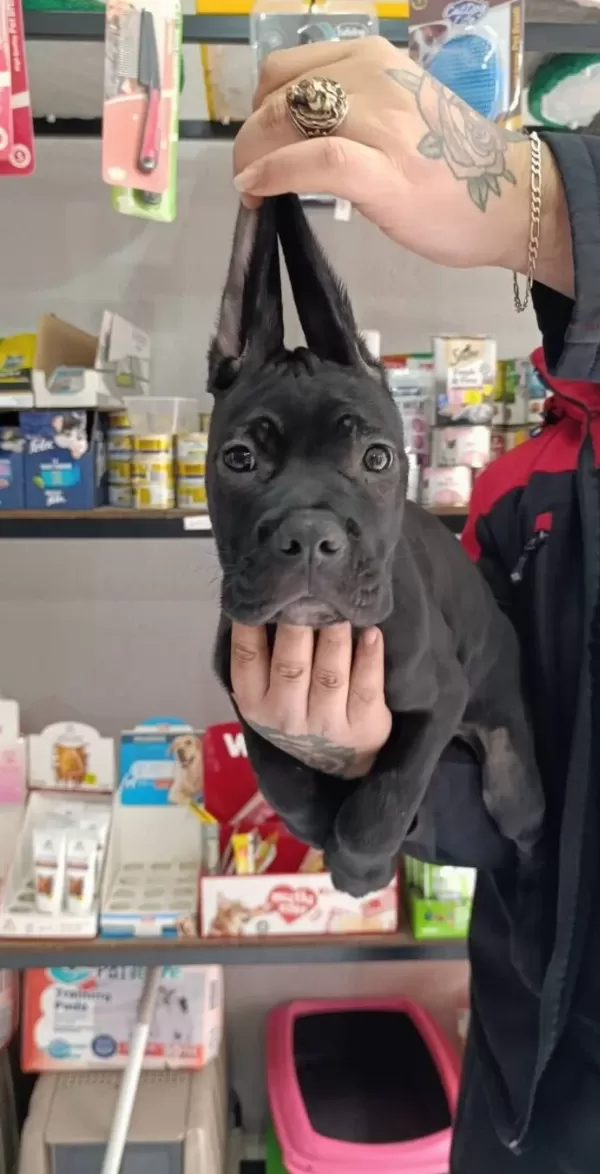 Irk Garantili Cane Corso Yavrular