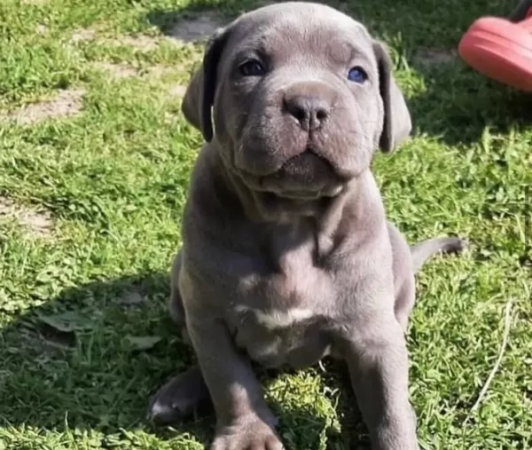 Cane Corsa Blue Yavrularımız
