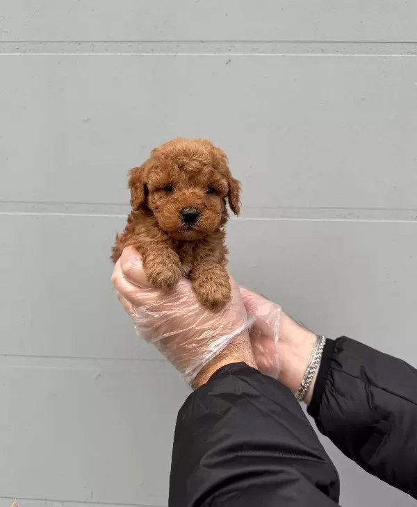 Irk Ve Saglik Garantili Toy Poodle Bebeklerimiz