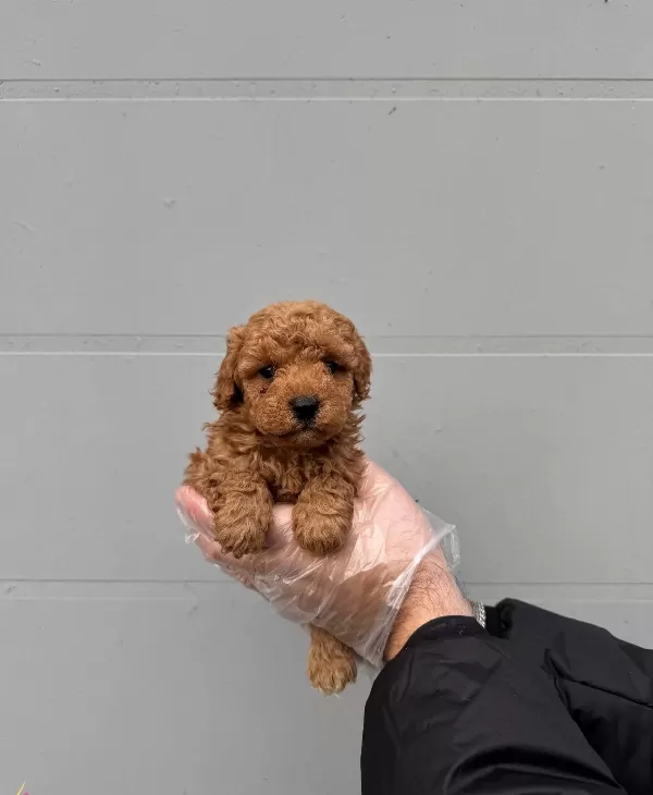 Irk Ve Saglik Garantili Toy Poodle Bebeklerimiz