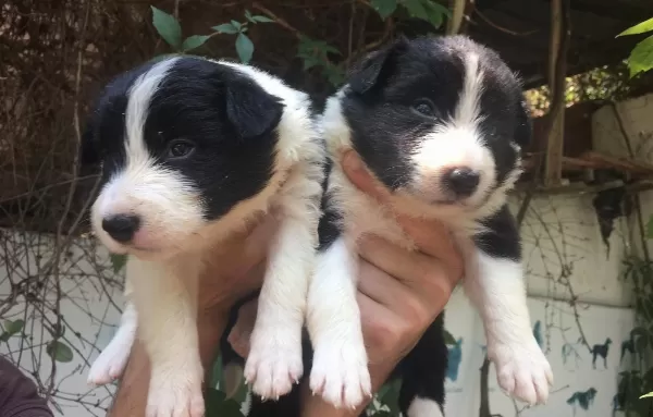 Safkan Border Collie Yavrularım