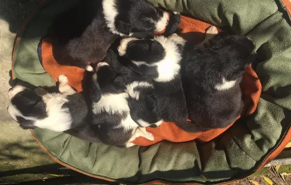 Safkan Border Collie Yavrularım