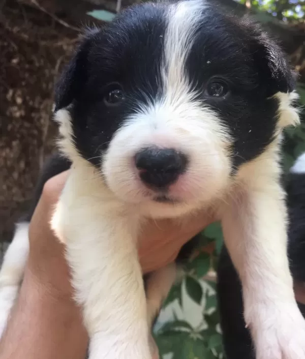 Safkan Border Collie Yavrularım