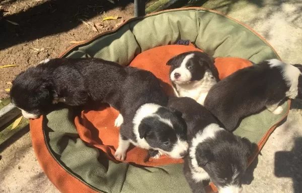 Safkan Border Collie Yavrularım