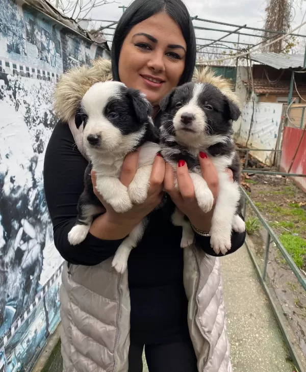 Safkan Border Collie Yavrularım