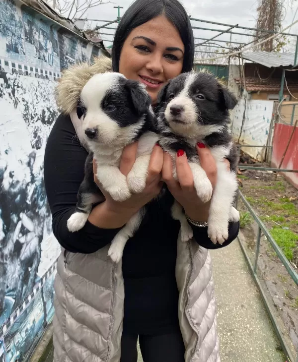 Safkan Border Collie Yavrularım