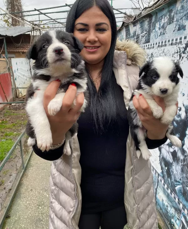 Safkan Border Collie Yavrularım