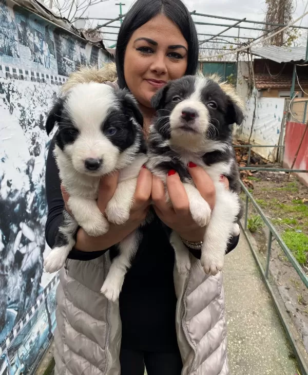 Safkan Border Collie Yavrularım