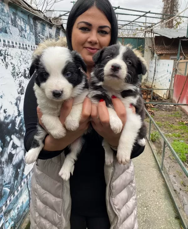 Safkan Border Collie Yavrularım