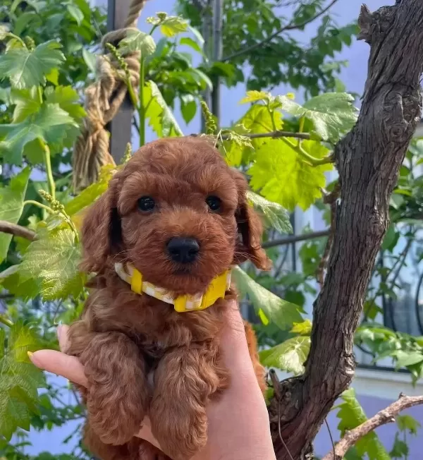 Kıpkırmızı Sevimli Toy Poodle Yavrumuz
