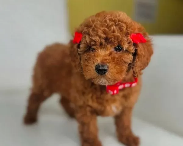 Kıpkırmızı Sevimli Toy Poodle Yavrumuz