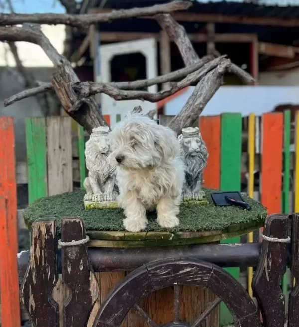 Kaliteli Terrier Yavrularımız
