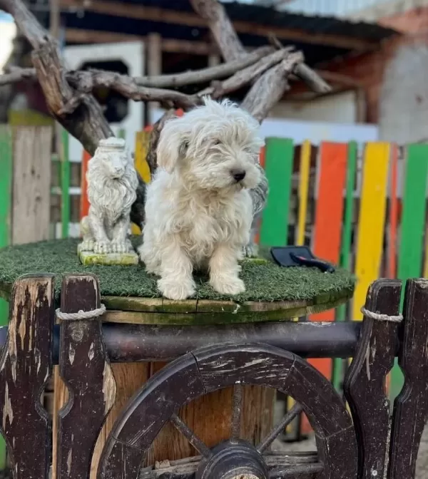 Kaliteli Terrier Yavrularımız
