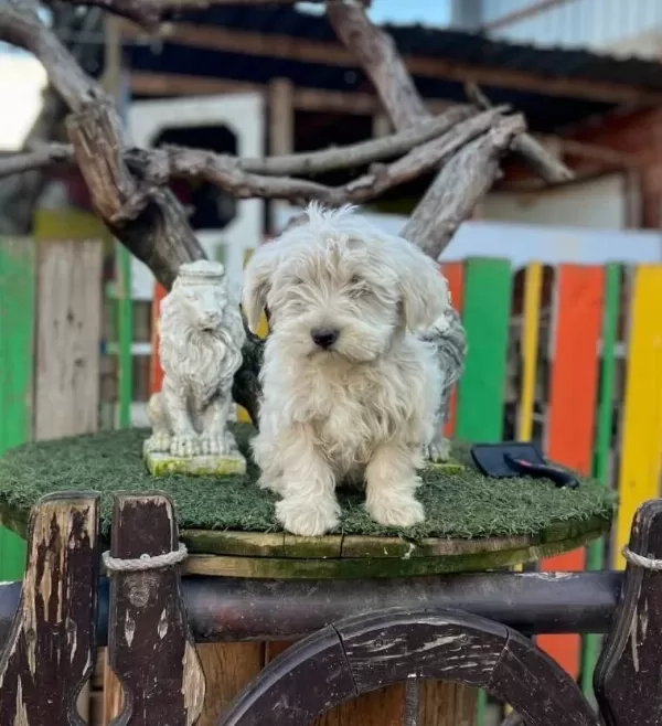 Kaliteli Terrier Yavrularımız