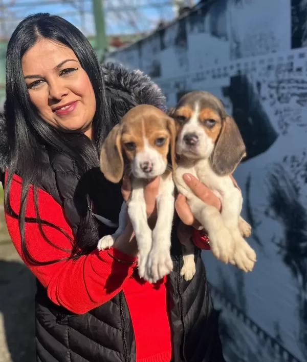 Elizabeth Beagle Yavrularım