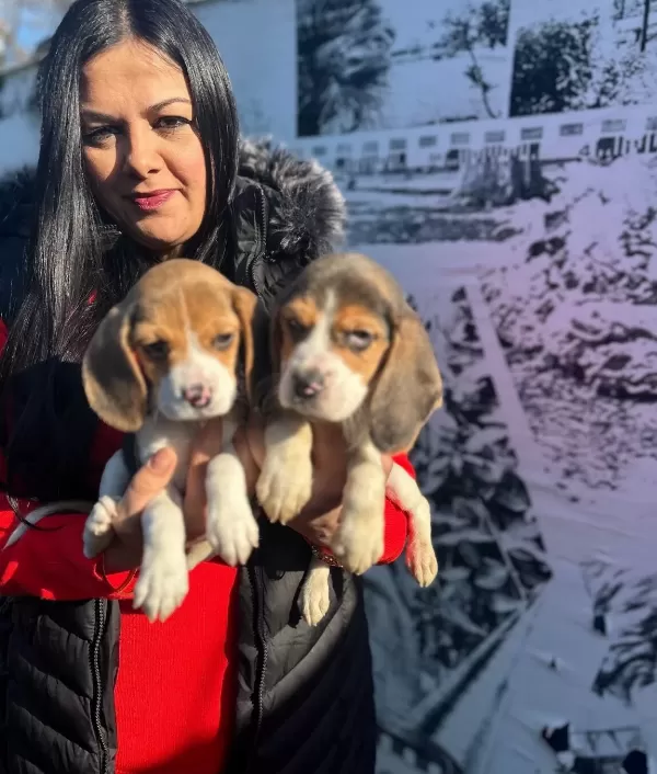 Elizabeth Beagle Yavrularım