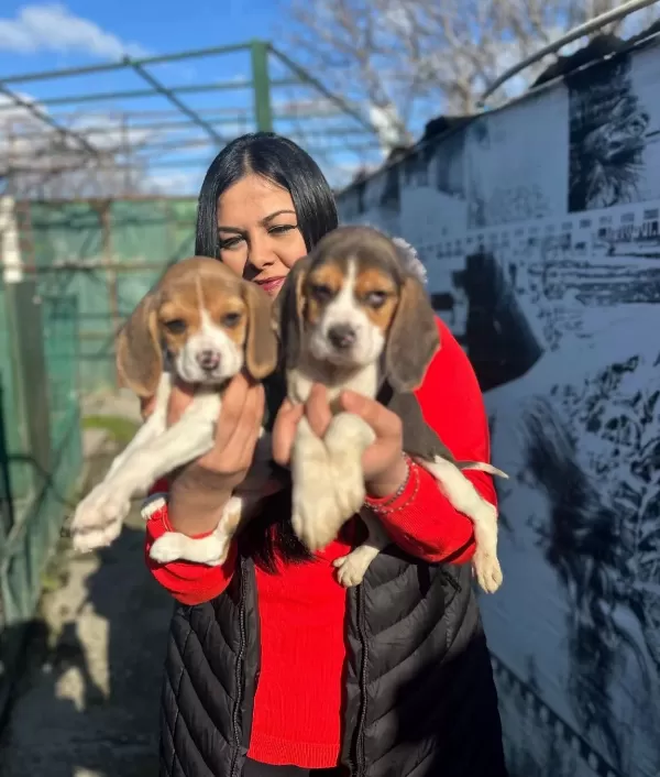 Elizabeth Beagle Yavrularım