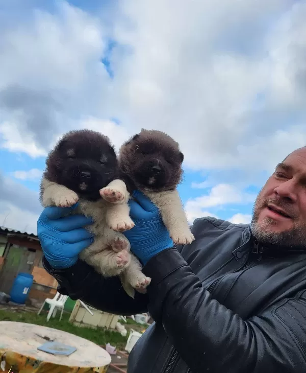 Erkek Amerikan Akita Yavrularımız