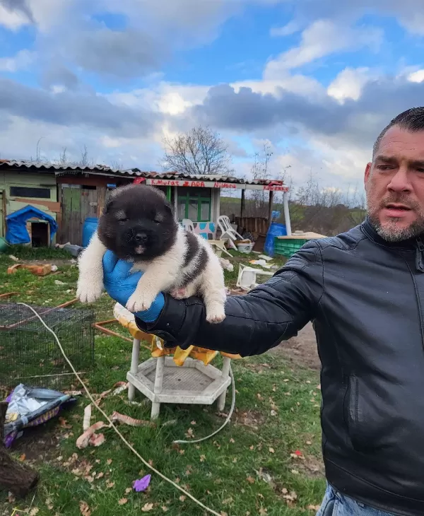 Erkek Amerikan Akita Yavrularımız
