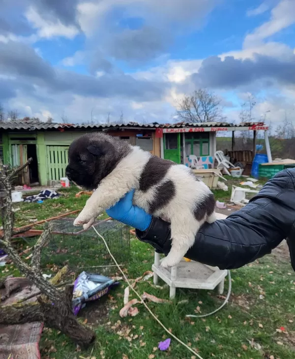 Erkek Amerikan Akita Yavrularımız