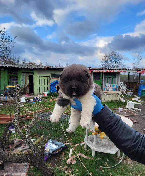 Erkek Amerikan Akita Yavrularımız