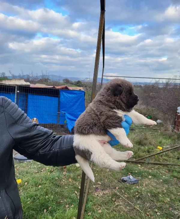 Erkek Amerikan Akita Yavrularımız