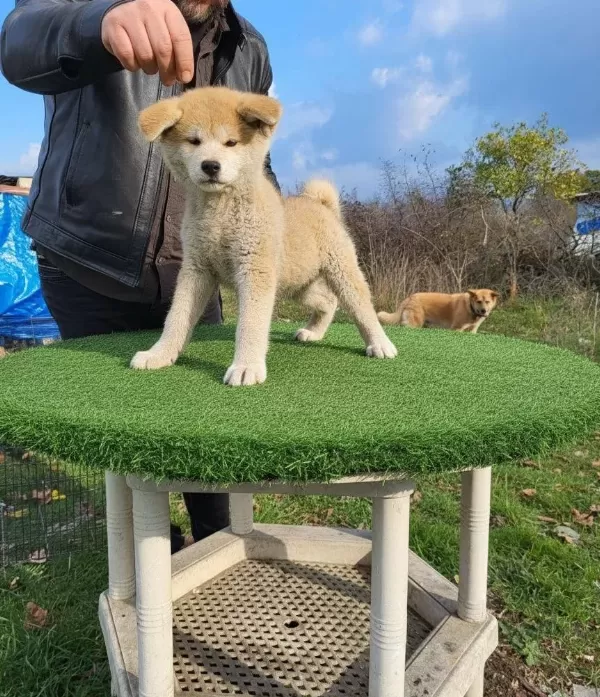 3 Aylık Full Asılı Sağlık Ve Irk Garantili Akita Inu